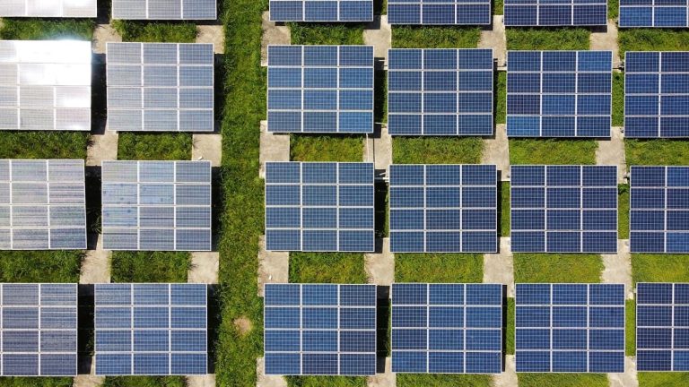 Energia solar: plantas podem melhorar os painéis