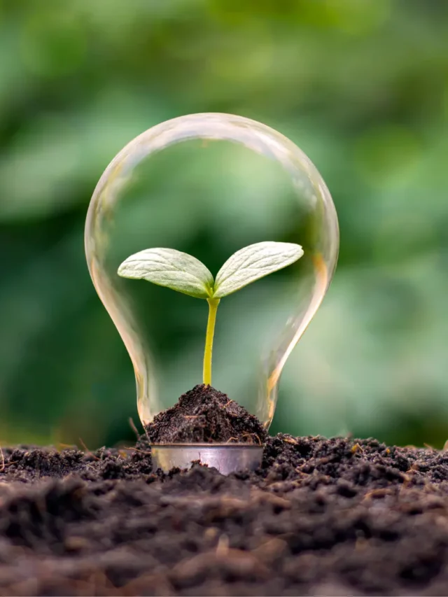 Planta dentro de lâmpada simbolizando a energia verde, limpa.