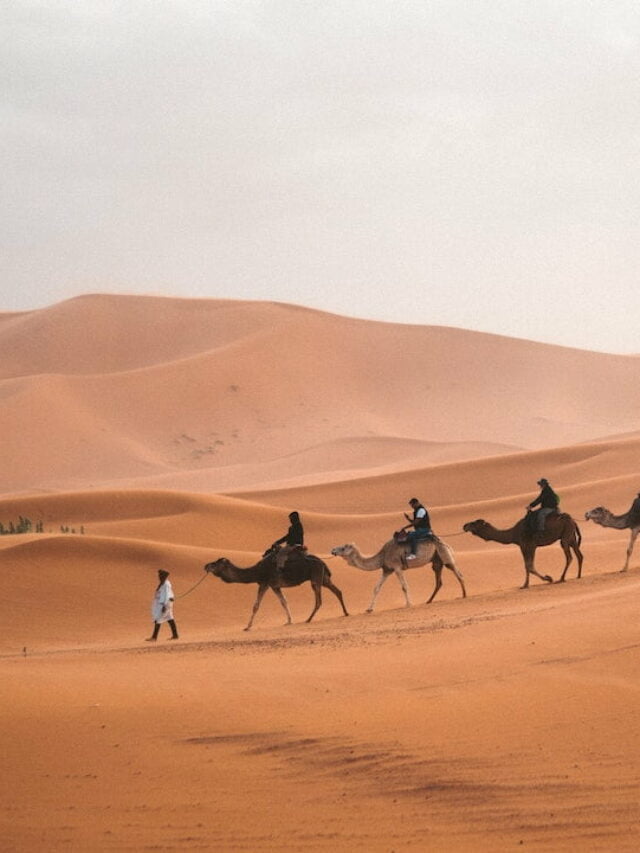 camelos andando em deserto