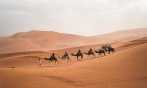 camelos andando em deserto